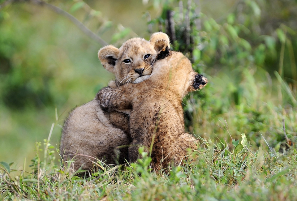 adorable lion cubs hug