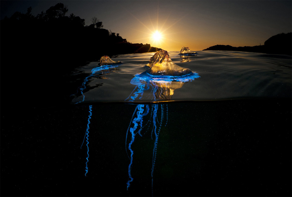 bluebottle cnidaria jellyfish, australia