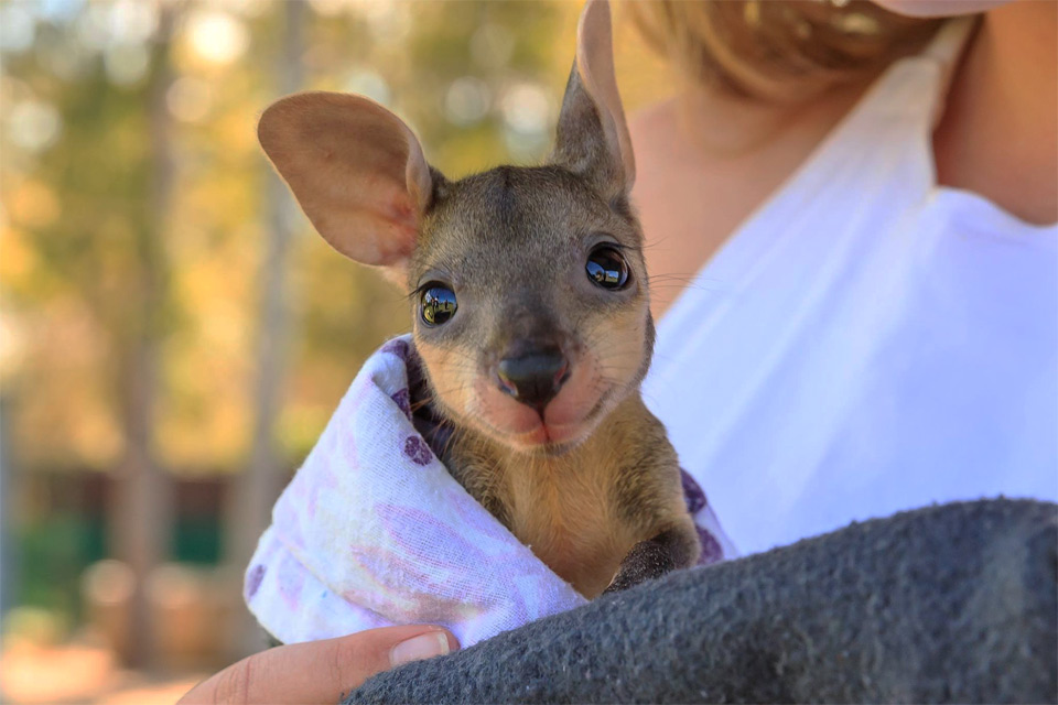 cute baby kangaroo