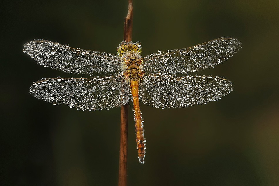 dragonfly covered in early morning dew