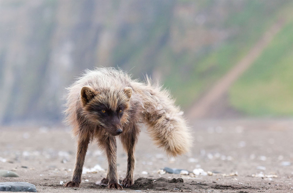 dusty fox