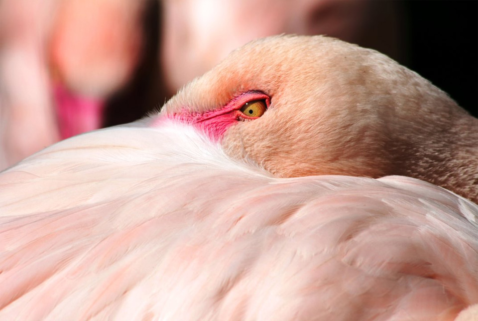 pink flamingo close-Up