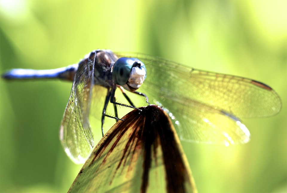 smile of a dragonfly