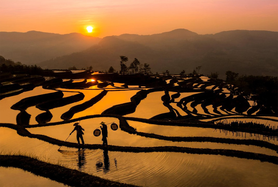 susnet over rice field, china