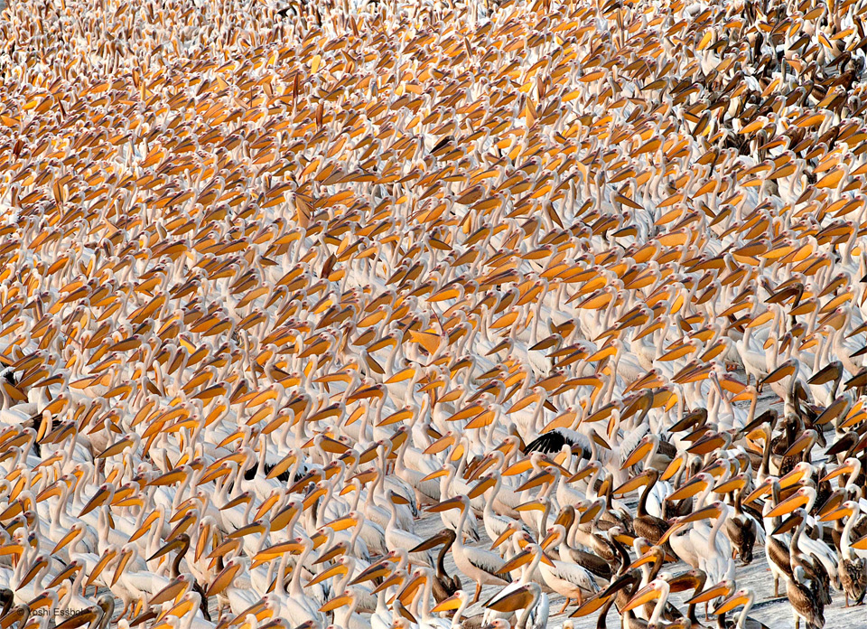 thousands of great white pelicans
