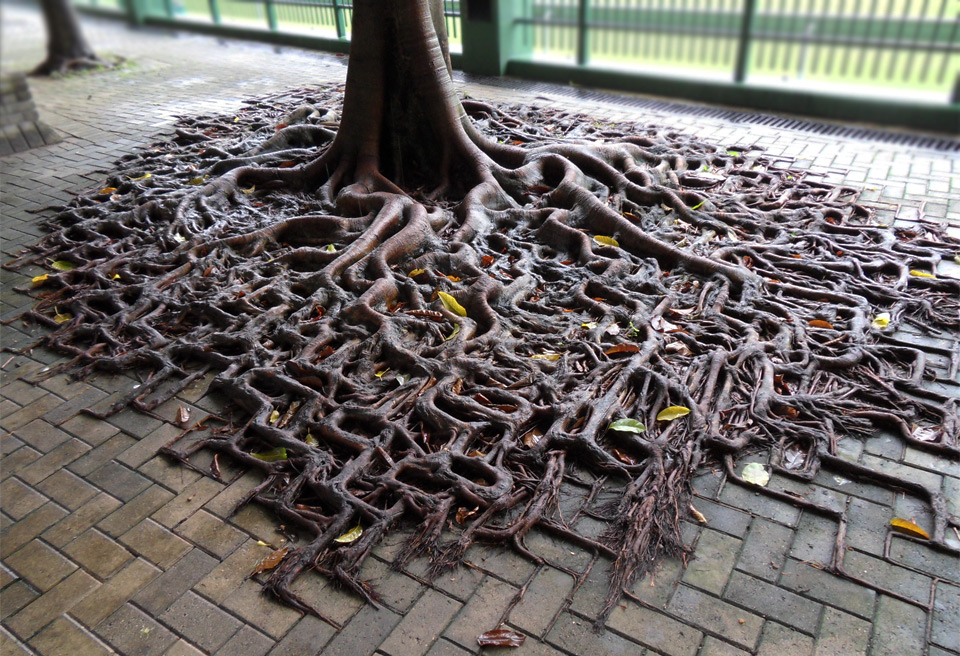 tree growing on pavement, hong kong