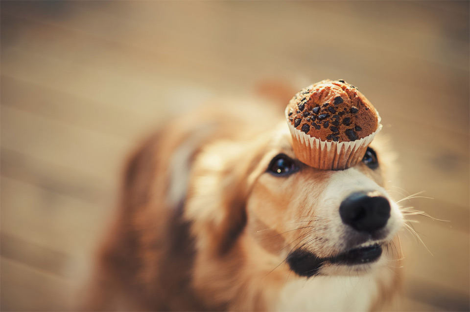 dog holds muffin on his head
