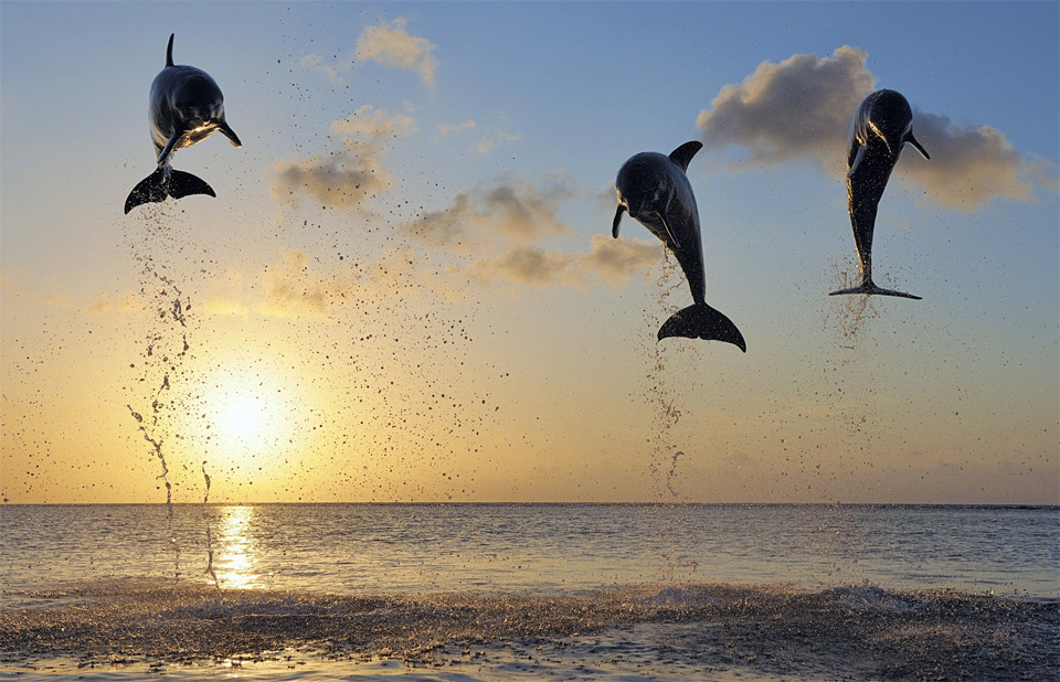 High Jump of Dolphins in Bay Islands