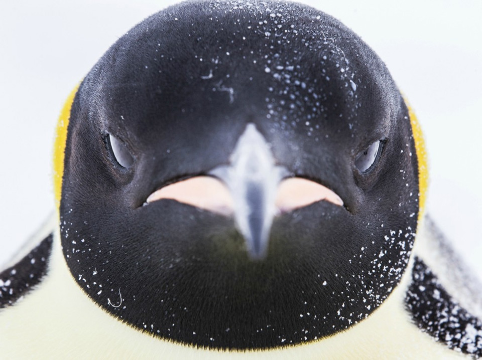 penguin close-Up