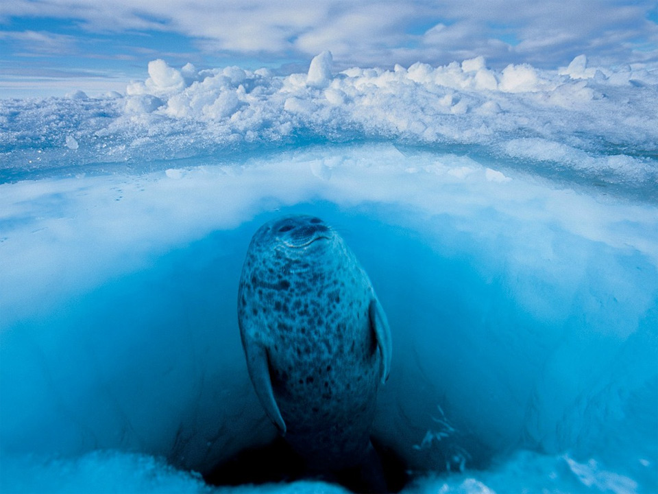 Seal Floats Calmly Beneath The Frozen Surface