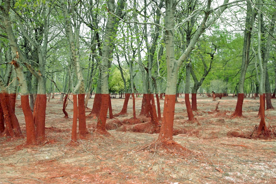 A Forest After Toxic Spill Damage In Hungary