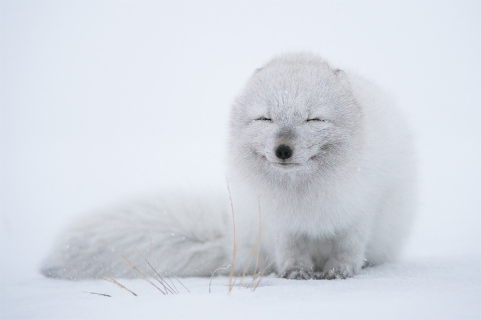 An Arctic Fox Enjoying Cold Weather