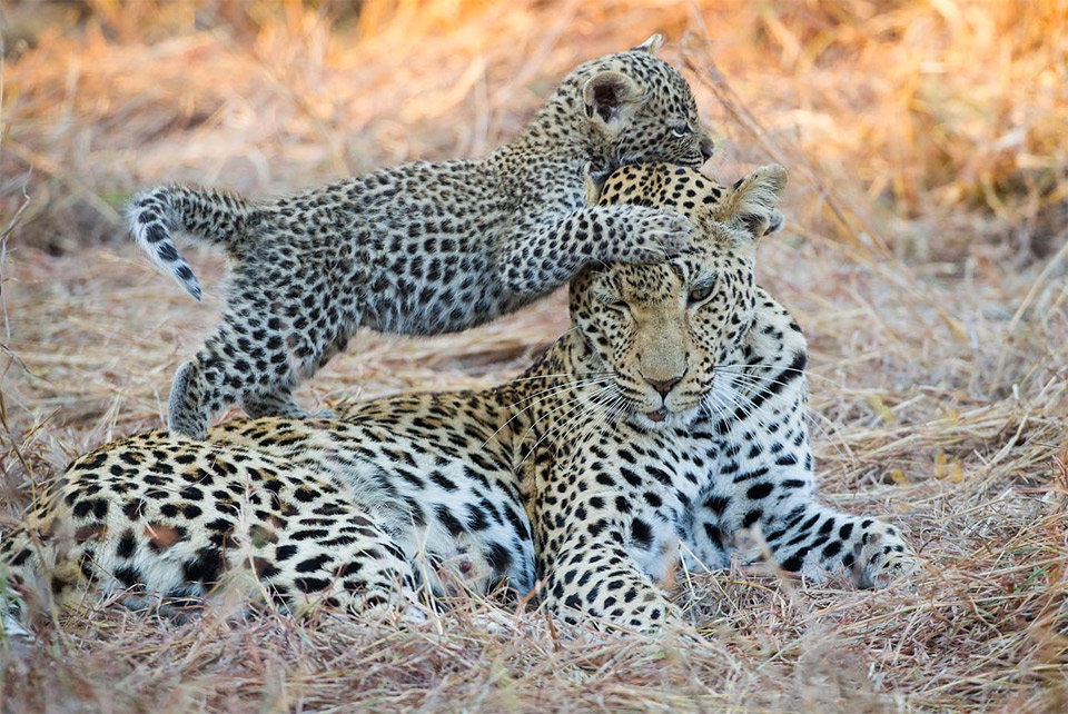Baby Leopard Playing With Her Mom