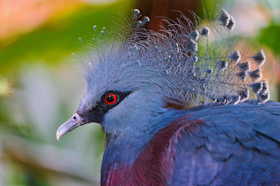 Beautiful Victoria Crowned Pigeon