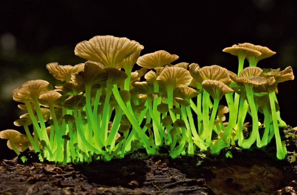 Bioluminescent Mushrooms
