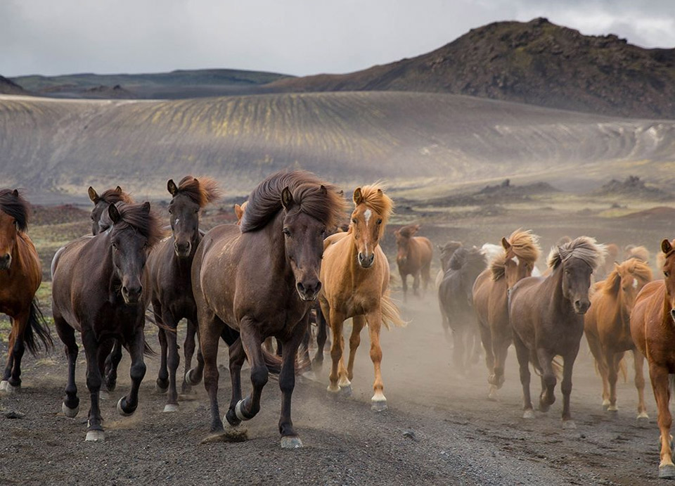 Horses in Wild, Iceland