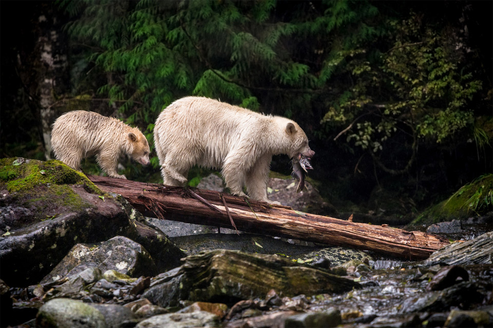 Mother And The Cub of Rare Spirit Bears