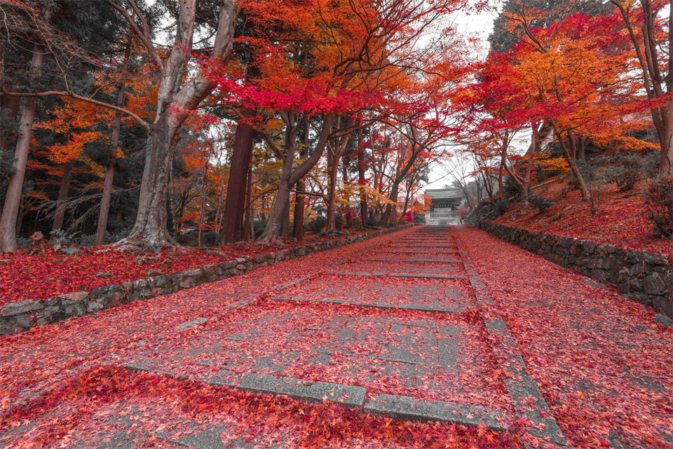 Red Leaves Path in Kyoto, Japan