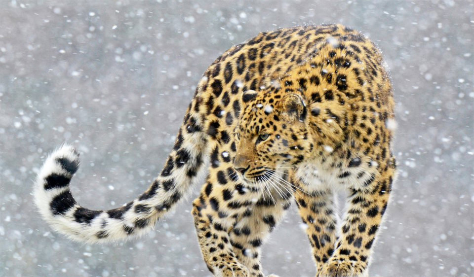 Amur Leopard In Snow