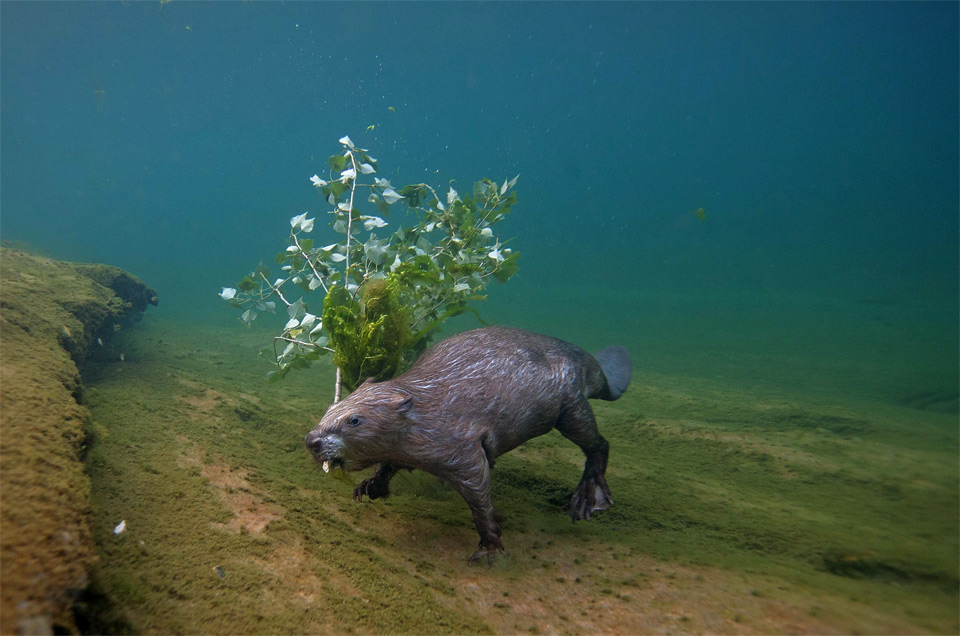 Beaver Swims Underwater With Branch