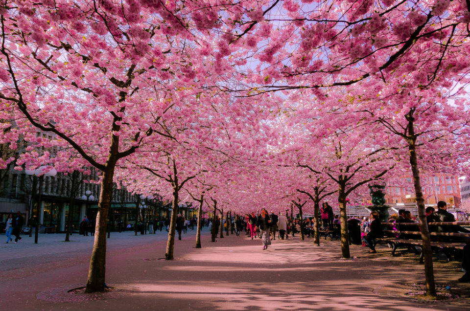 Blossom Street In Stockholm, Sweden