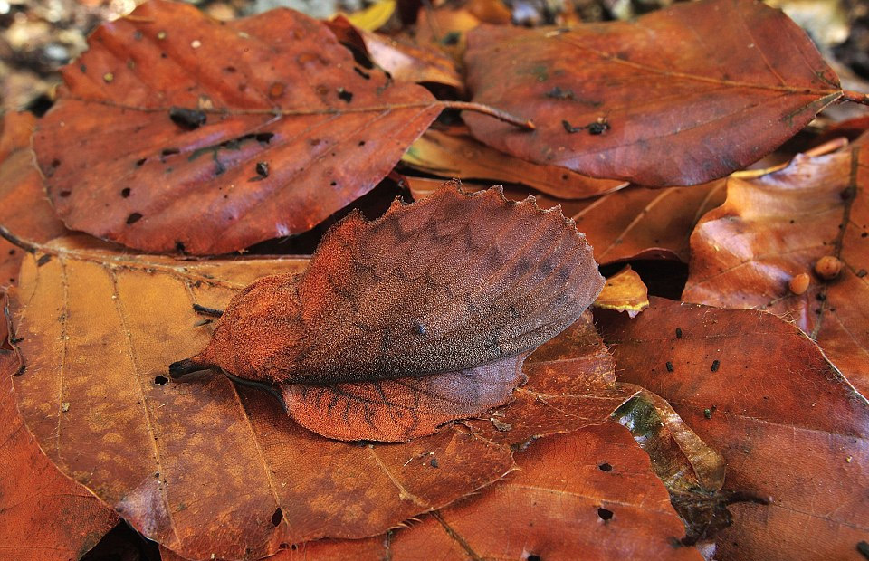 Camouflage Mappet Leaf Moth