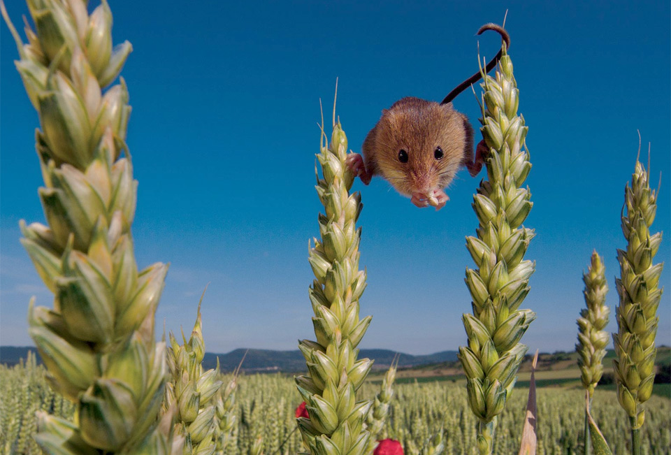 Harvest Mouse In A Wheat Field