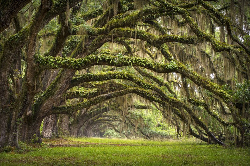 Oak Tree Forest, South Carolina