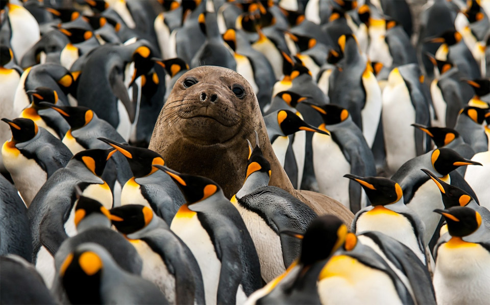Seal Pup In The Middle Of King Penguins Colony
