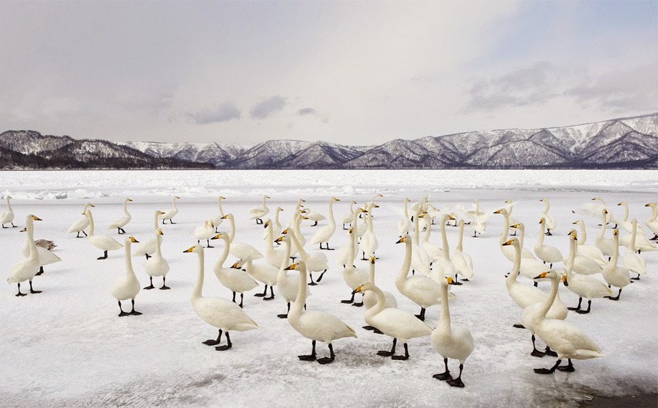 Swan Flock On Frozen Lake Kussharo, Japan
