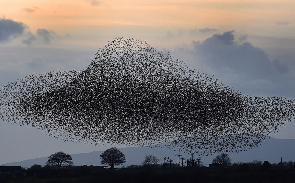 Tens Of Thousands Of Starlings Form Spectacular Murmuration