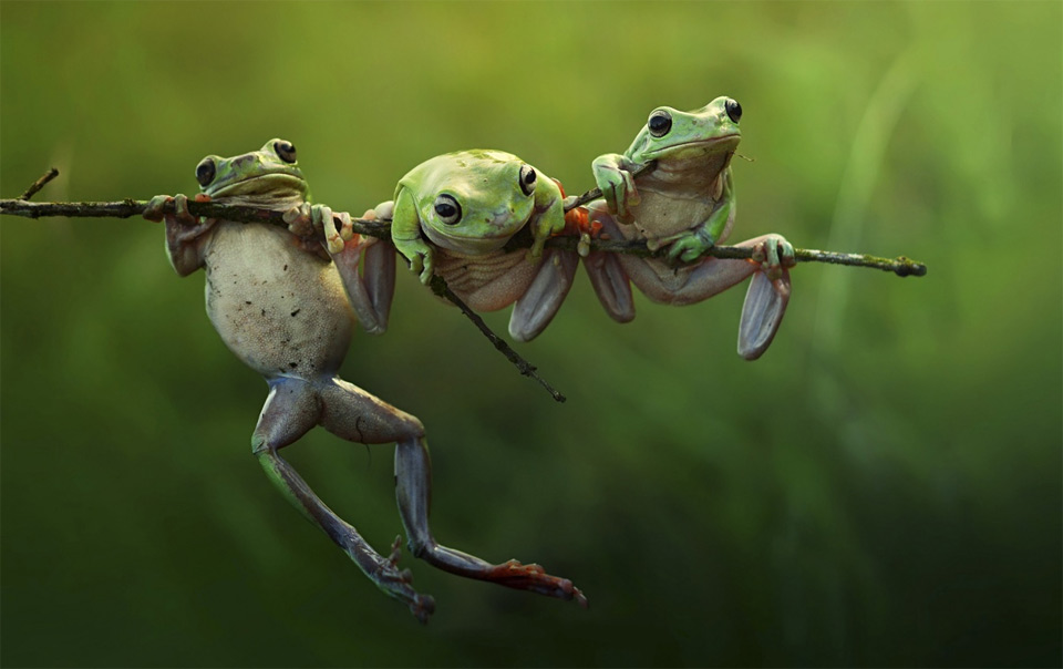 Tree Frogs On A Branch