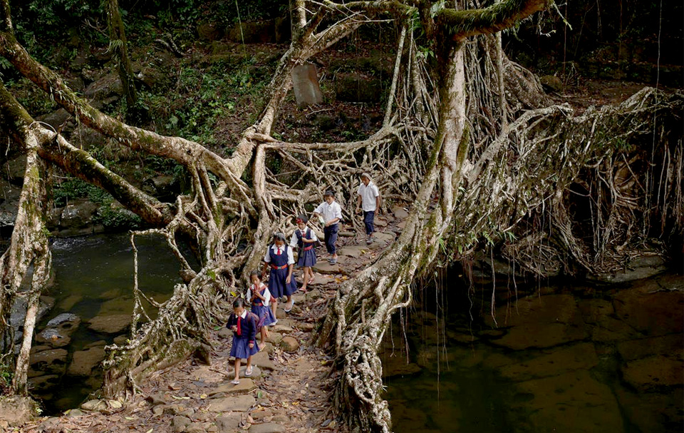 Tree Root Bridge, India