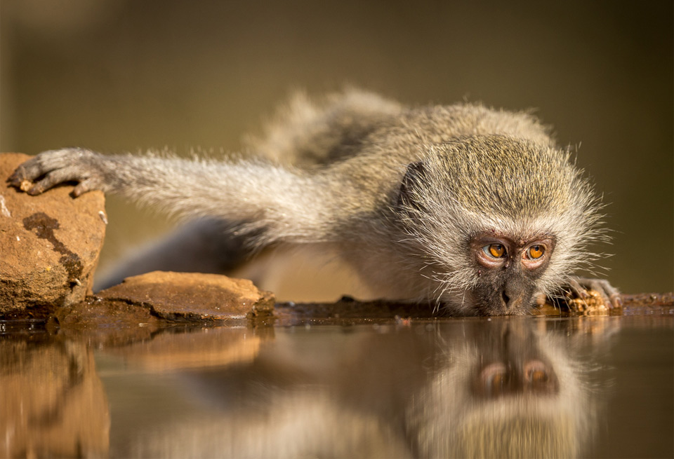 Vervet Monkey Drinking From A River, South Africa