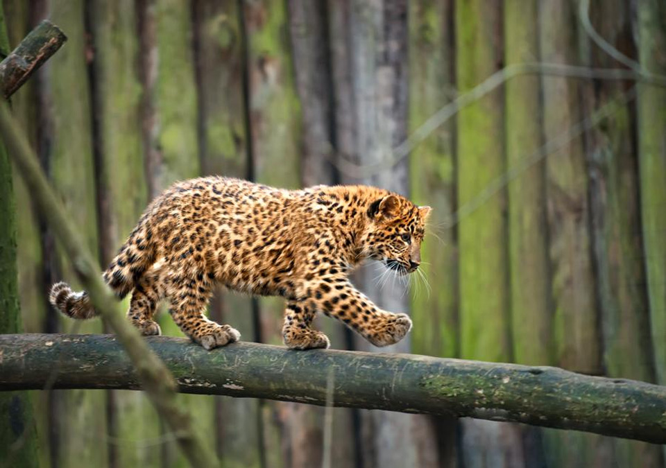 Adorable Leopard Cub