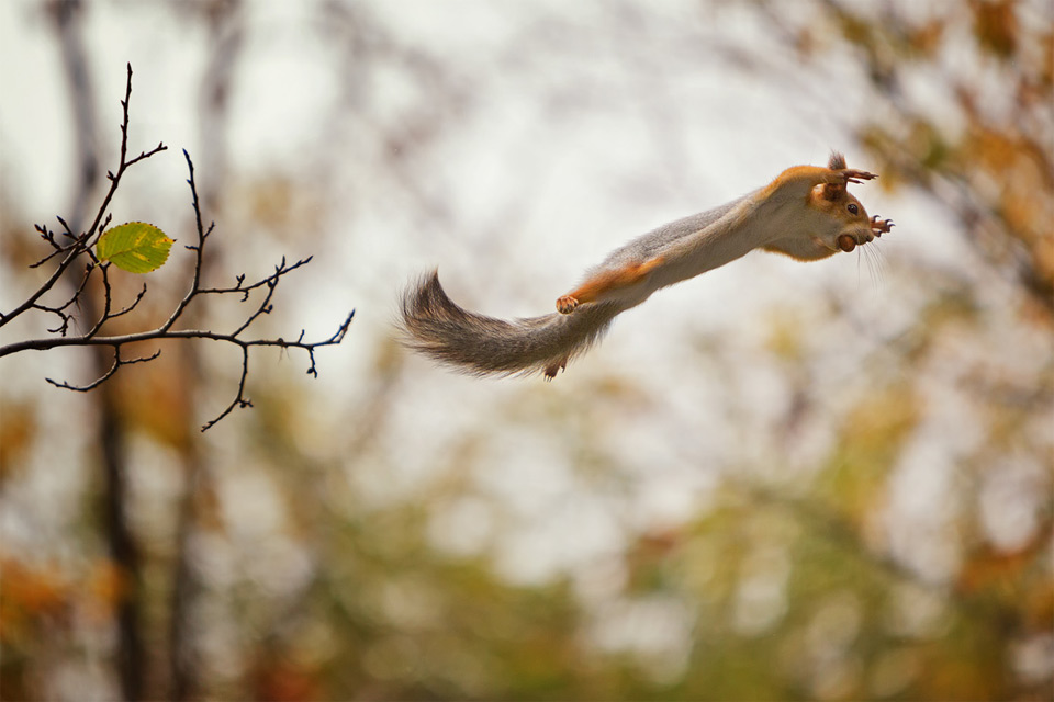 “I Believe I Can Fly” Squirrel
