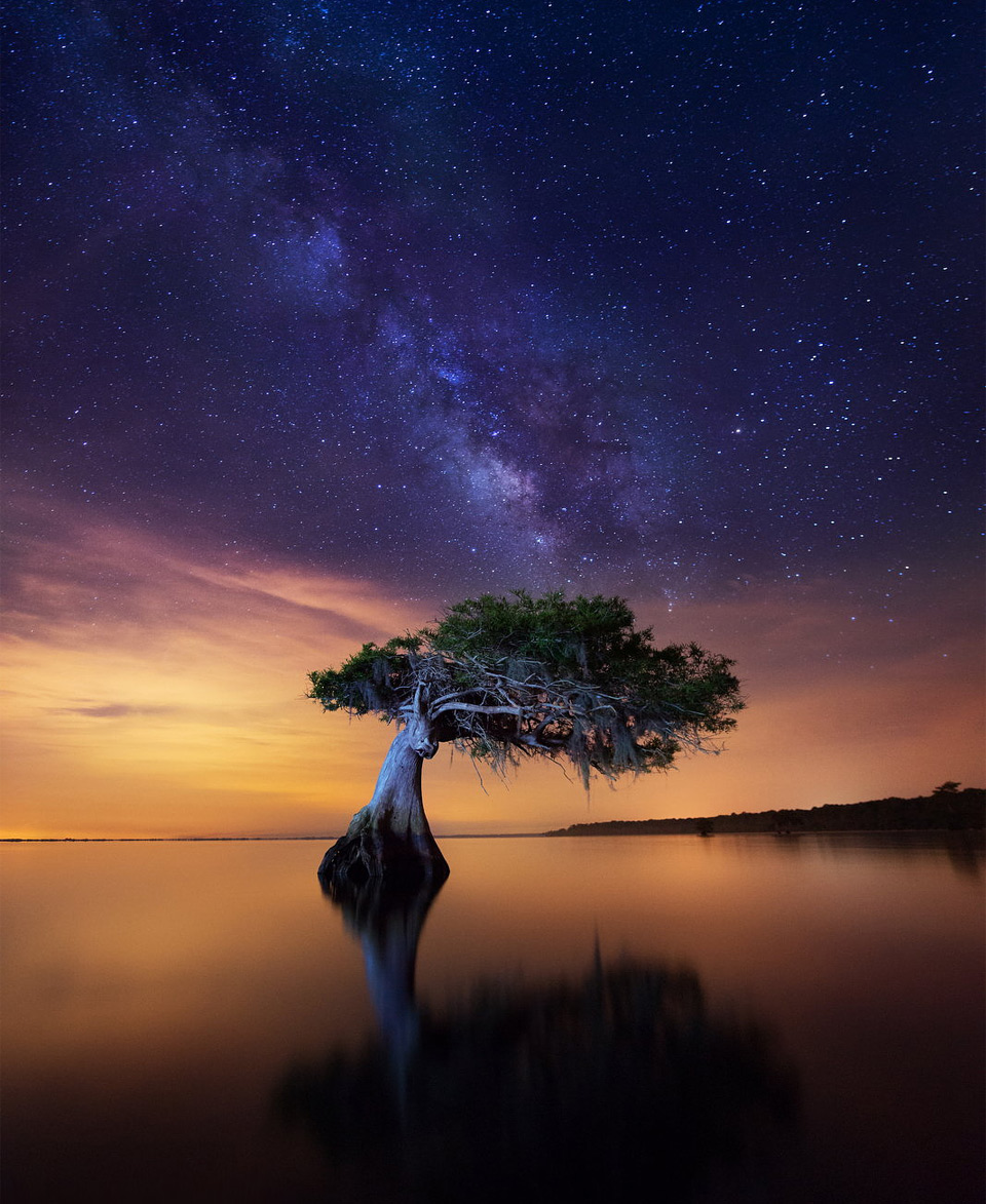 Lonely Tree In A Lake, Florida