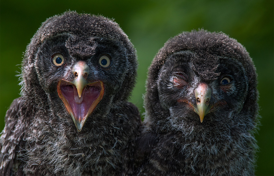 Owl Chicks Brothers