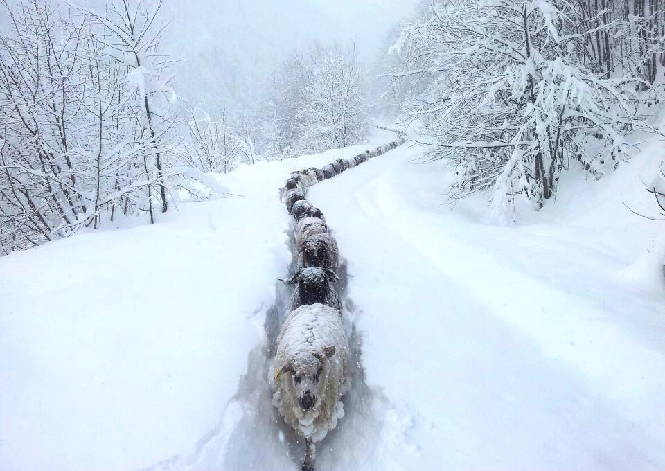 Sheep Snow Trail