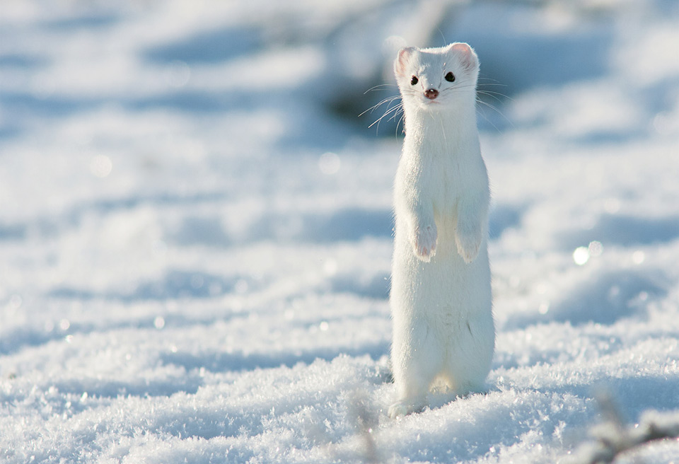 White Short-Tailed Weasel