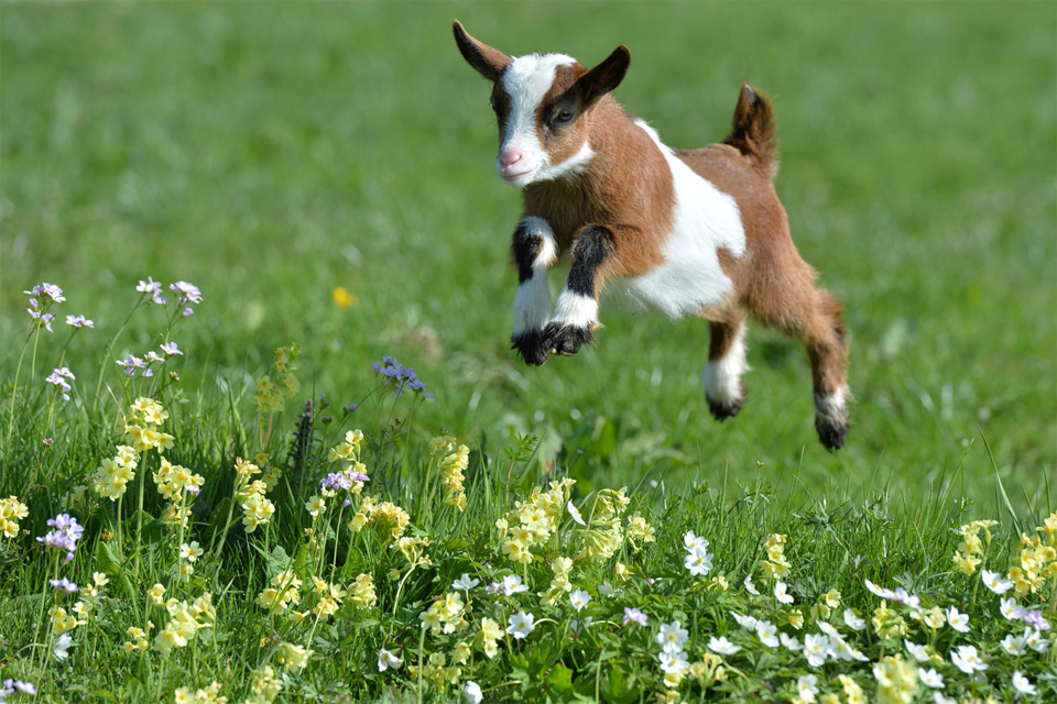 Baby Goat Jumps Through A Meadow