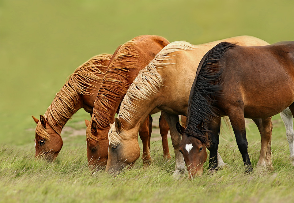 Horses In The Wind