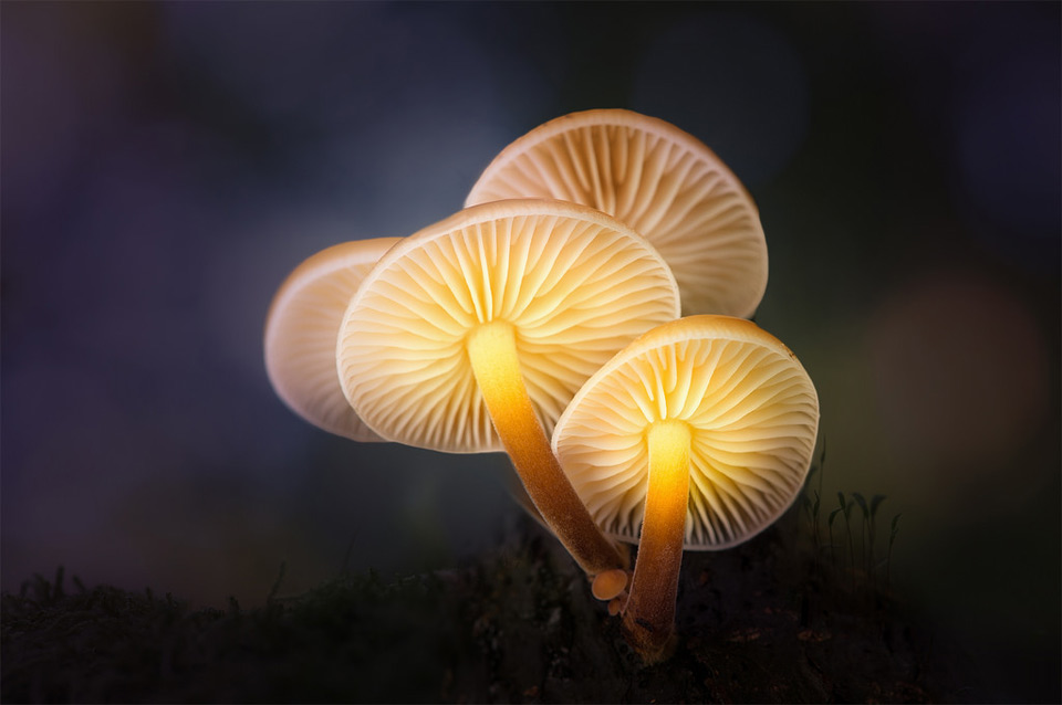 Magic Mushrooms Glow