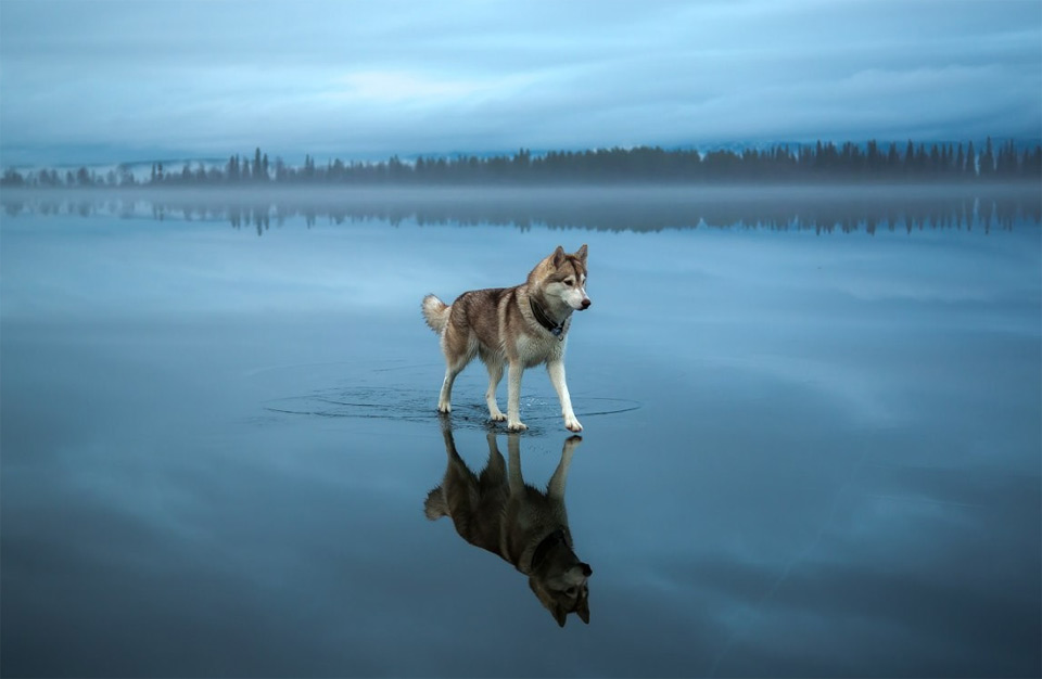 Siberian Husky Walking On A Frozen Lake