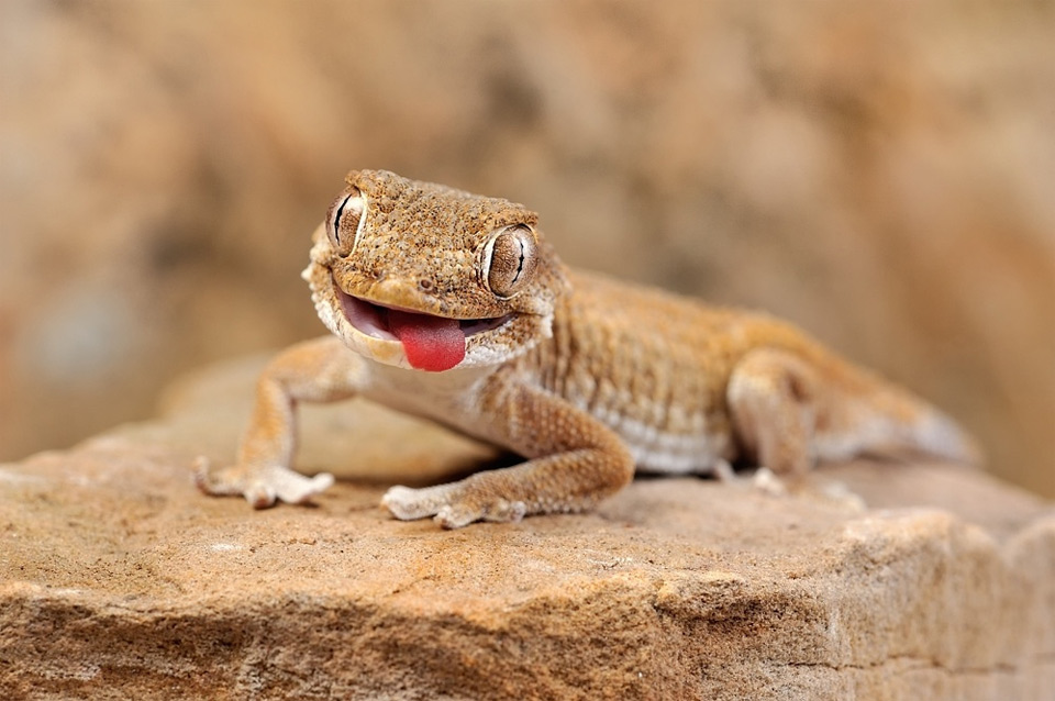 Smile Of The Gecko Lizard