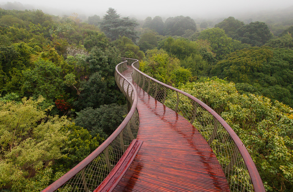 Walkway Above Trees, South Africa