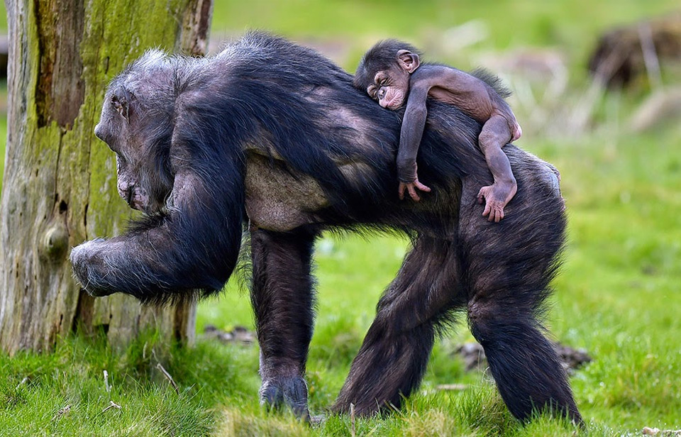 Baby Chimpanzee Dayo And His Mother