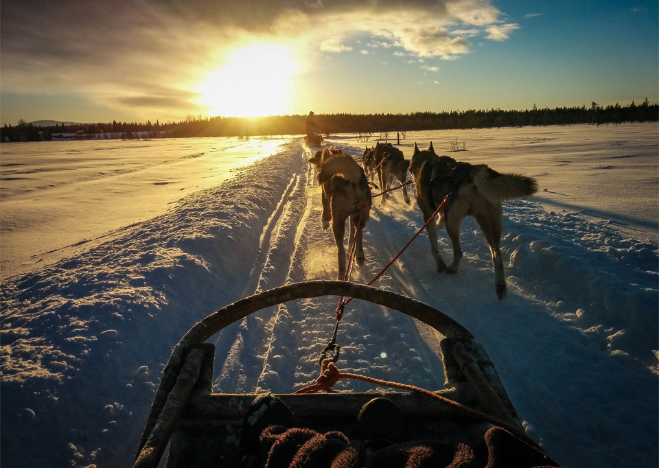 Husky Sledding Through Lapland, Finland