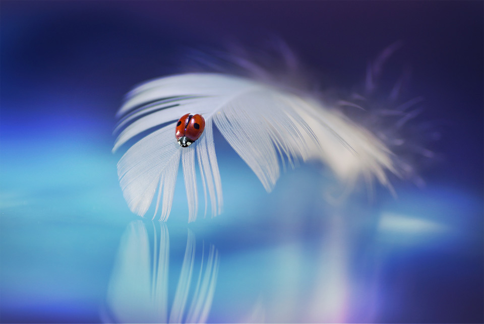 Ladybug On A Feather
