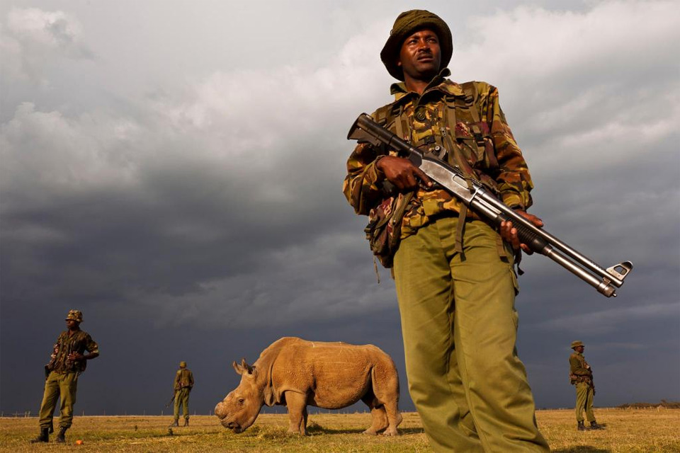 Last Remaining Northern White Rhino Male Being Guarded, Sudan